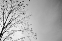 © Sarah Bones