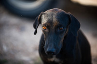 A dog in the Gungulung neighborhood in Belize City